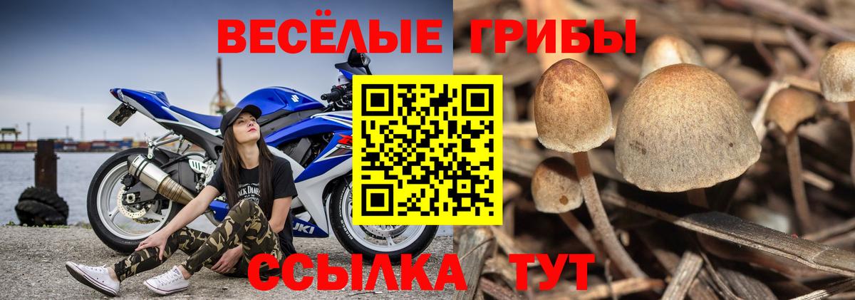 Псилоцибиновые грибы мицелий  Галлюциногенные грибы Psilocybine cubensis  Вход с VPN  Котельники 